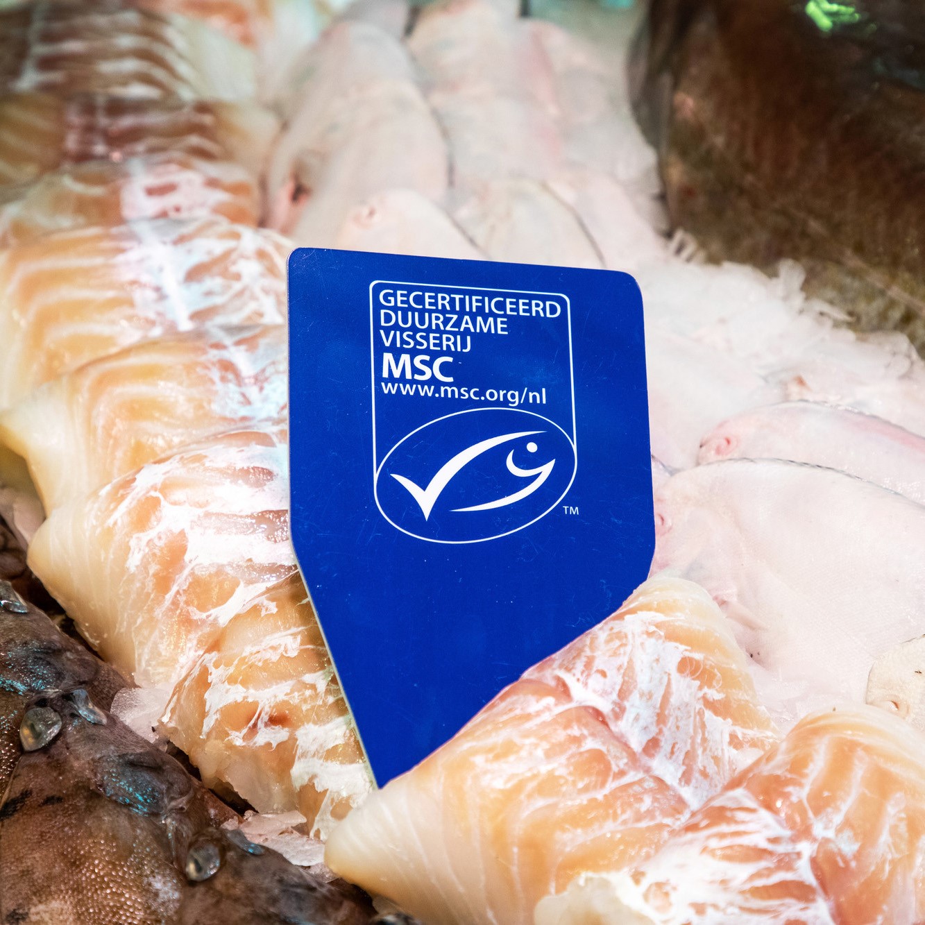 MSC ecolabel kabeljauw 500x