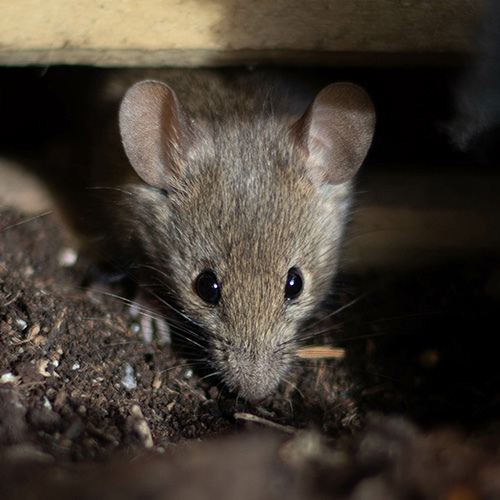 traas muis